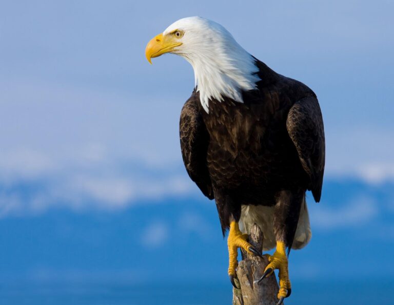 A standing eagle on a branch