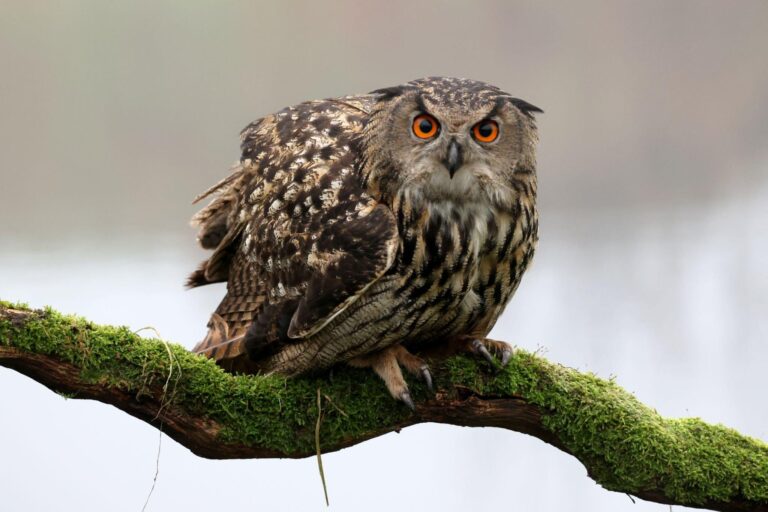 An owl sitting on a branch